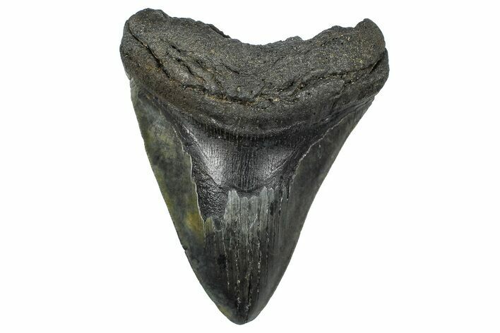 Fossil Megalodon Tooth - South Carolina #362445